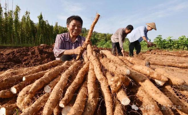 农作物都是国外引进来的老祖宗的严选麻将胡了网址很多人想不到这从十大(图9)