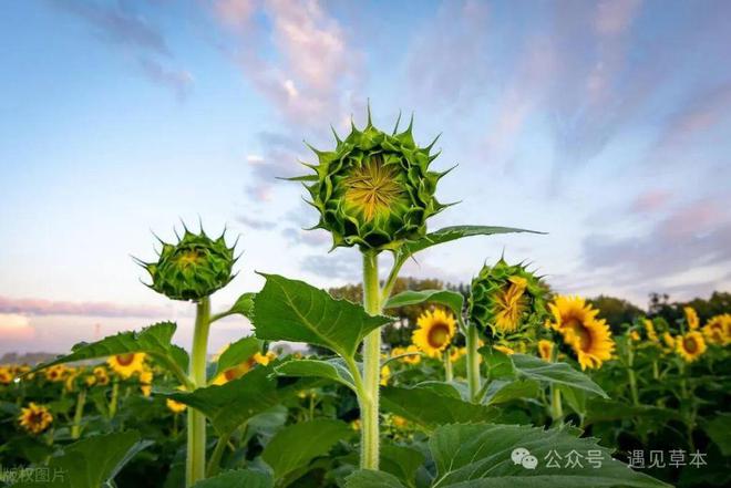 农作物都是国外引进来的老祖宗的严选麻将胡了网址很多人想不到这从十大(图6)